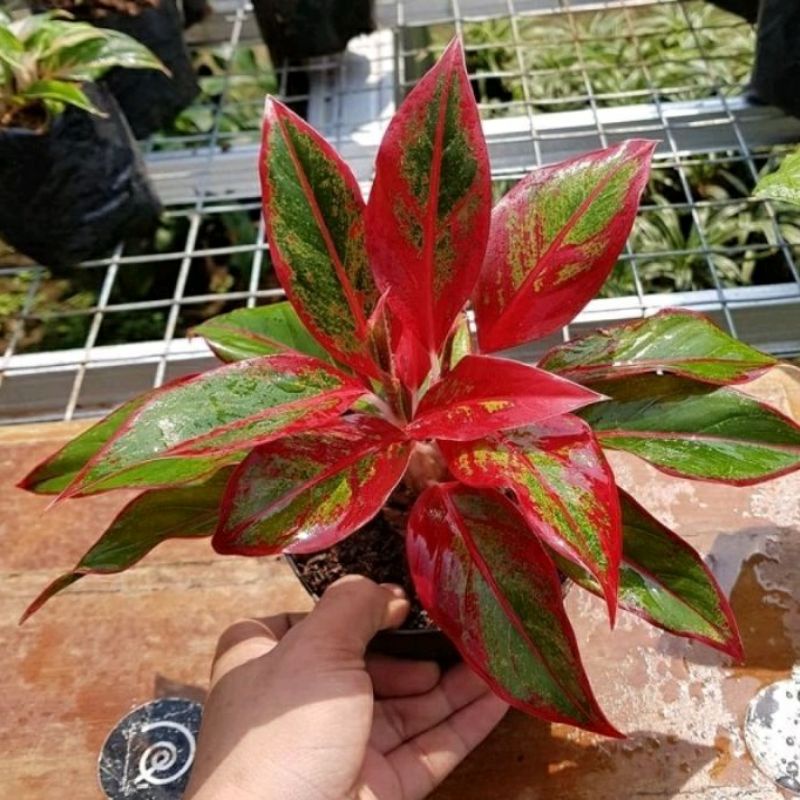 ( BISA COD ) Tanaman Hias Jenis Aglonema / Bunga Hias Aglonema Murah Tanaman Hidup Aglaonema Bibit Tanaman Bunga Aglonema