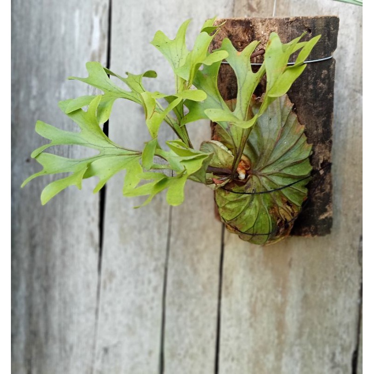 Jual Platycerium Ridleyi,tanduk rusa,simbar | Shopee Indonesia