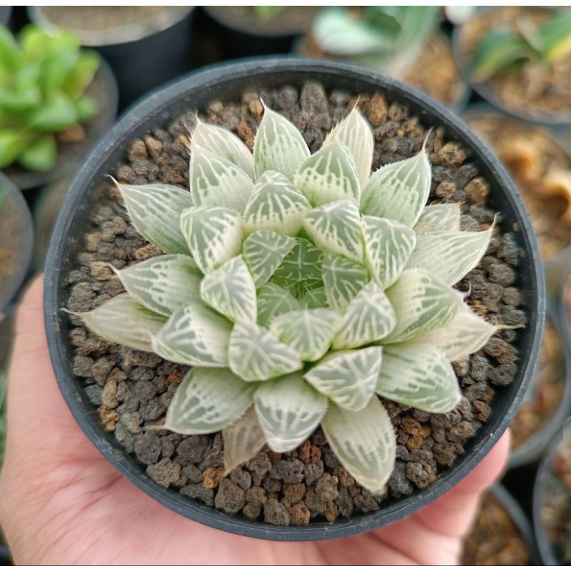 Jual haworthia coperi silver | Shopee Indonesia