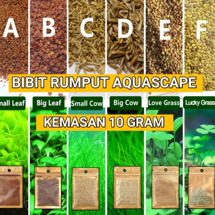 Jual (No)[S23S]㊚| Bibit Rumput Tanaman Aquascape Carpet Seed Bibit ...