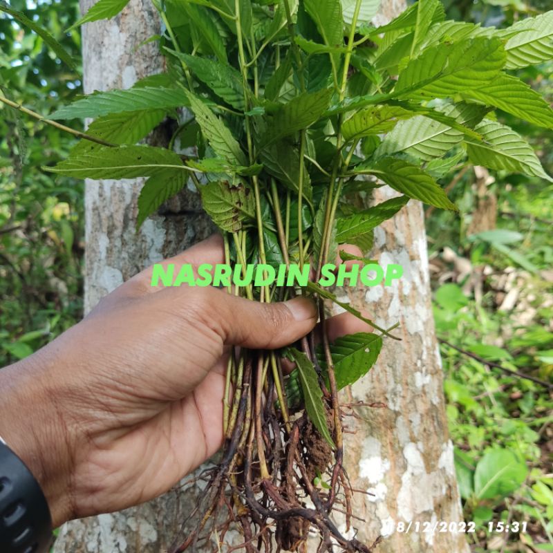 Jual Fresh Segar BIBIT AFRIKA KAYU 50 POHON CABUTAN / BIBIT POHON KAYU ...