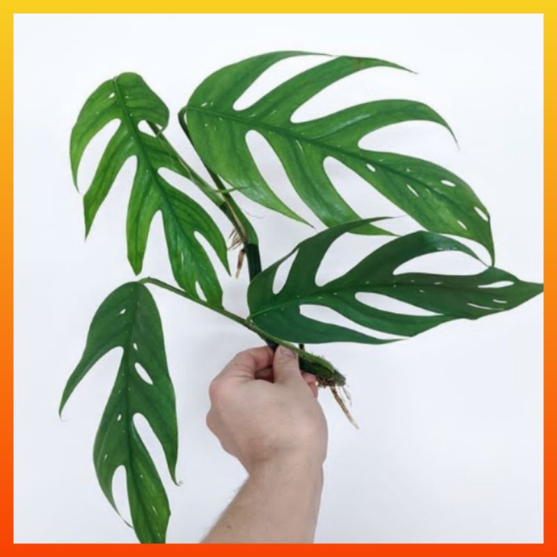 Jual Tanaman Hias Indoor Epipremnum Pinatum Bunga Monstera Hidup ...