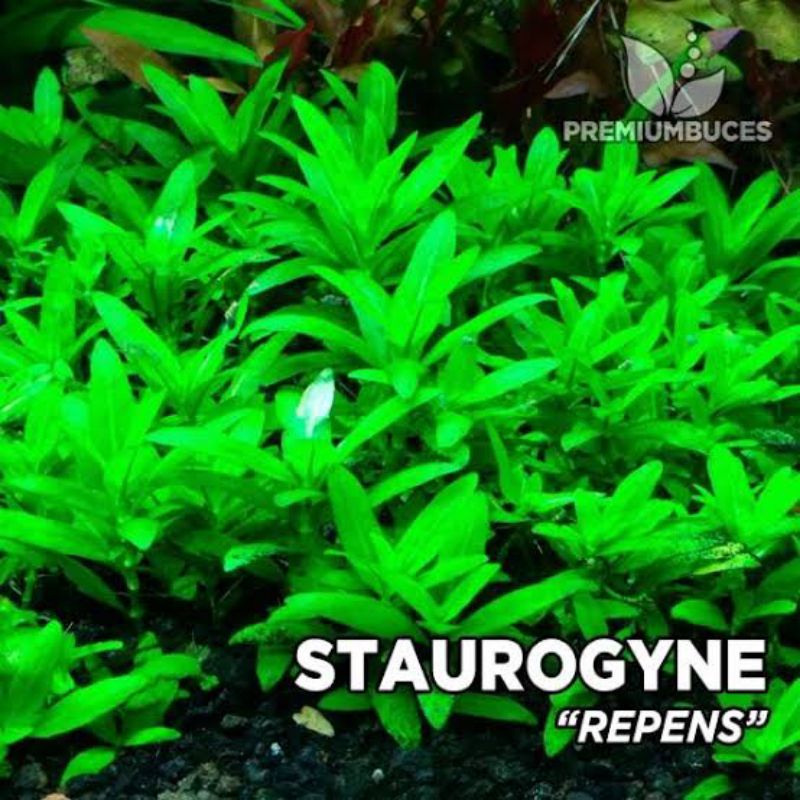 Jual Staurogyne Repens Tanaman Aquascape | Shopee Indonesia