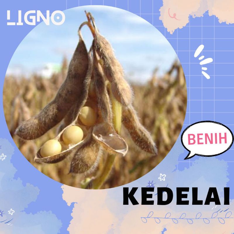 Jual Benih KEDELAI (isi-100) - Biji Bibit Sayur Kacang | Shopee Indonesia