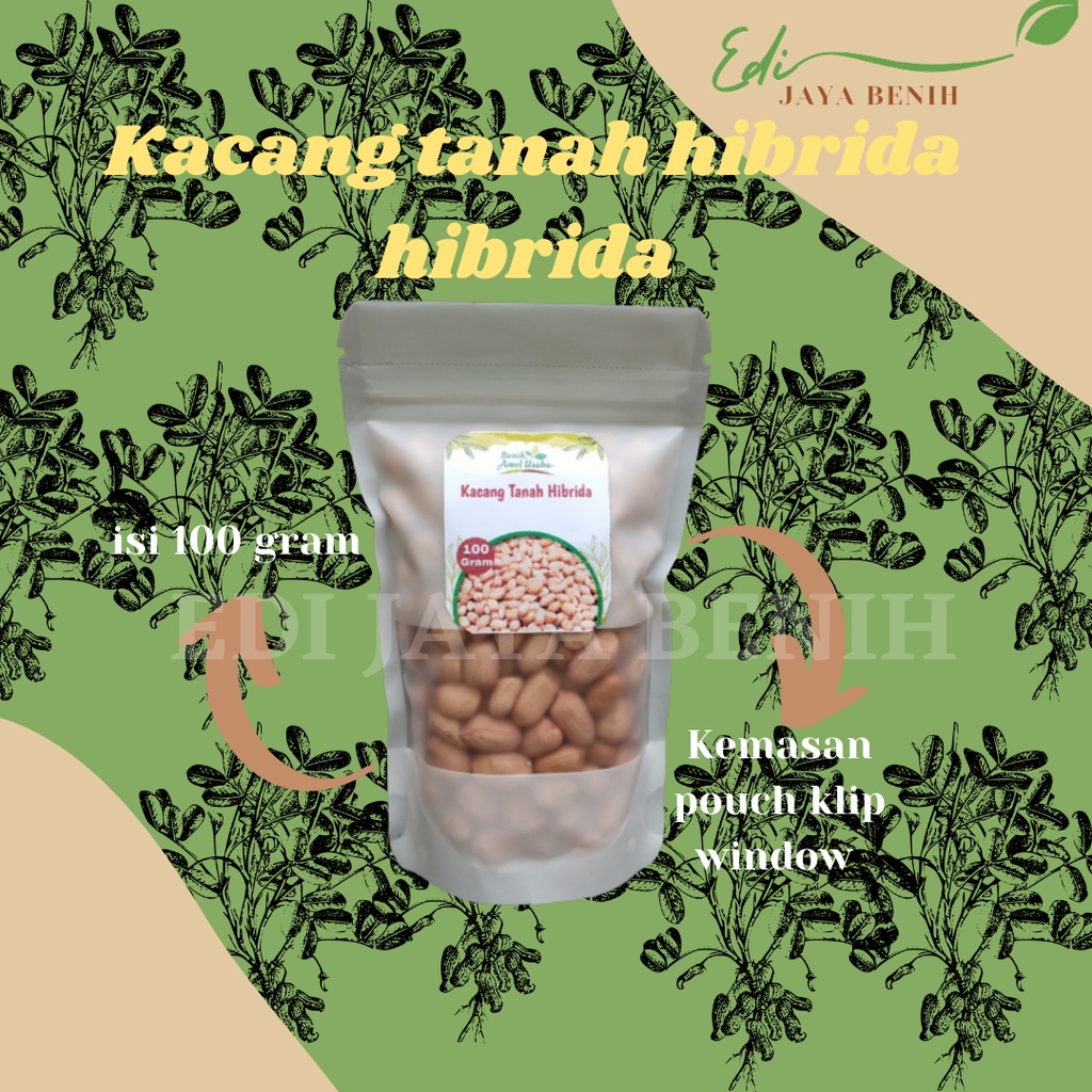 Jual Bibit Benih Kacang Tanah Putih Hibrida Super Isi Gram Benih