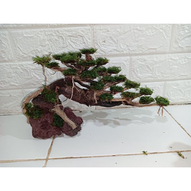 Jual bonsai aquascape Shopee Indonesia