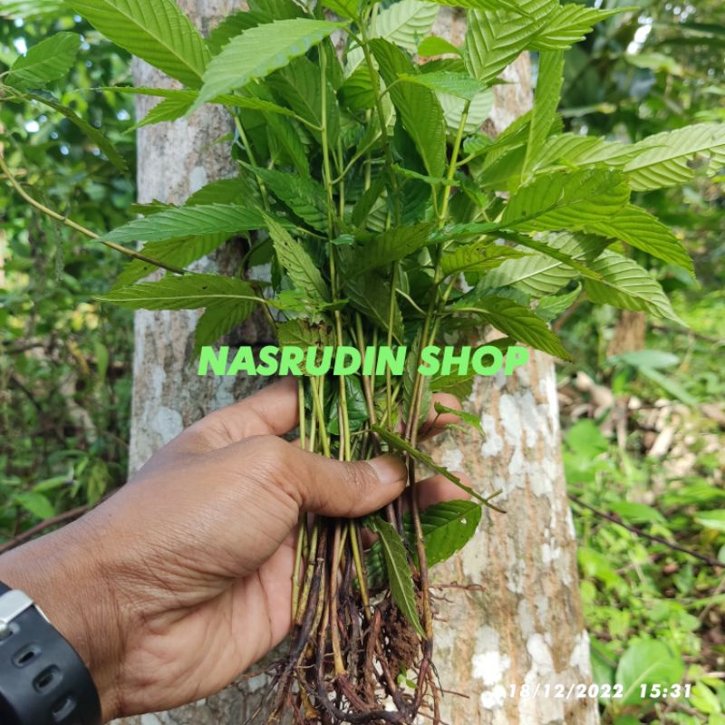 Jual Fresh Segar BIBIT AFRIKA KAYU 50 POHON CABUTAN / BIBIT POHON KAYU ...