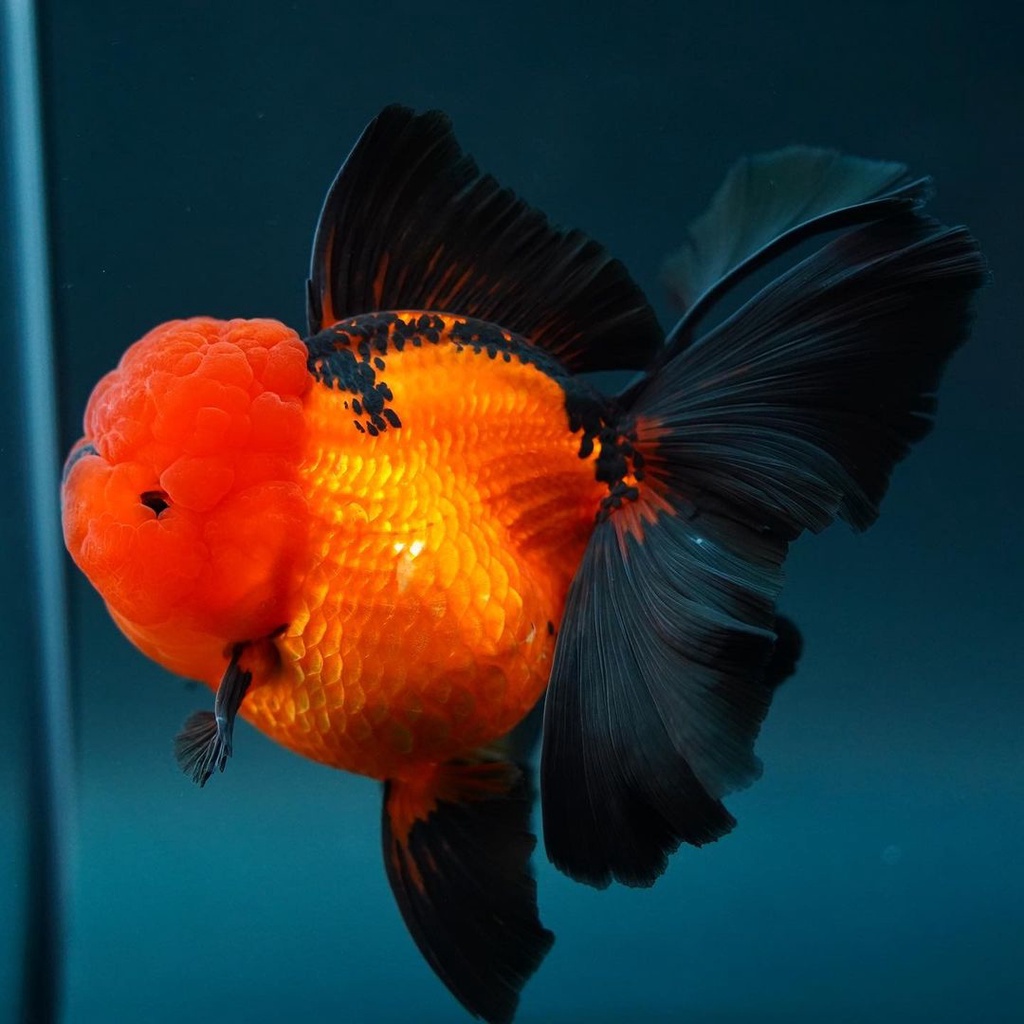 Jual oranda black gold rosetail short body / ikan mas koki oranda black