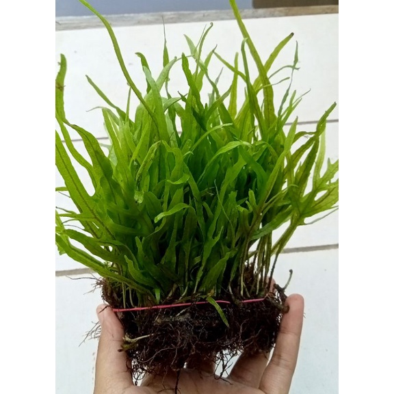 Jual kadaka trident mini low co2 tanaman air aquascape | Shopee Indonesia