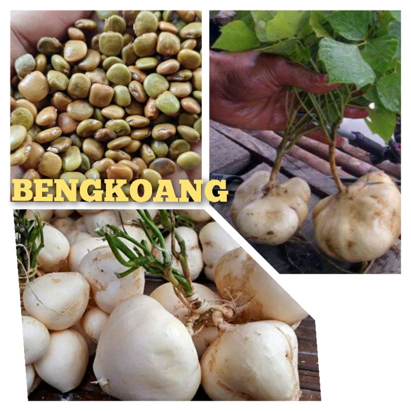 Jual 10 Biji Benih Buah Bengkoang Putih Super Bibit Buah Bengkuang