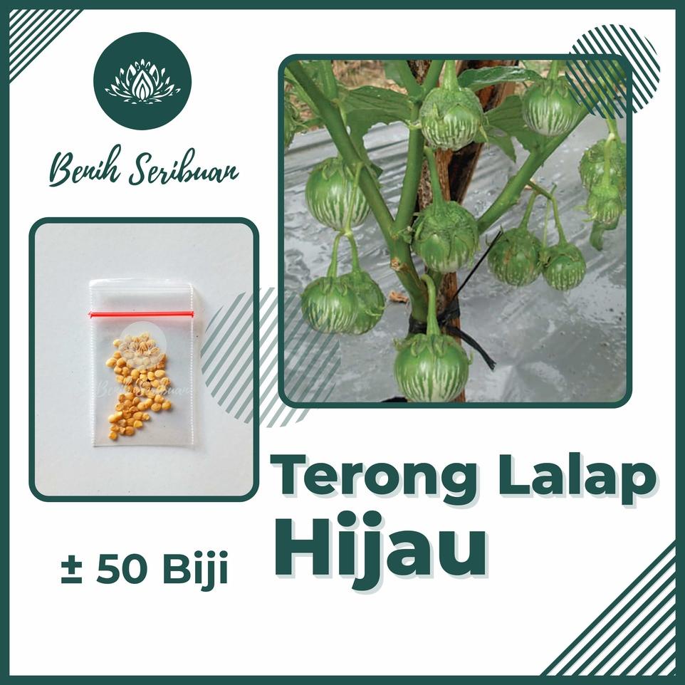 Jual Bs Byl Bibit Sayuran Benih Sayur Paket Lengkap Tanaman Hidroponik