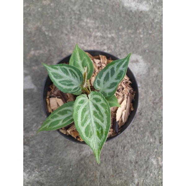 Jual anthurium silver tiger | Shopee Indonesia Jual anthurium silver tiger | Shopee Indonesia