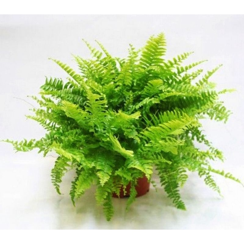 Jual tanaman hias pakis boston - pohon pakis - tanaman pot gantung ...