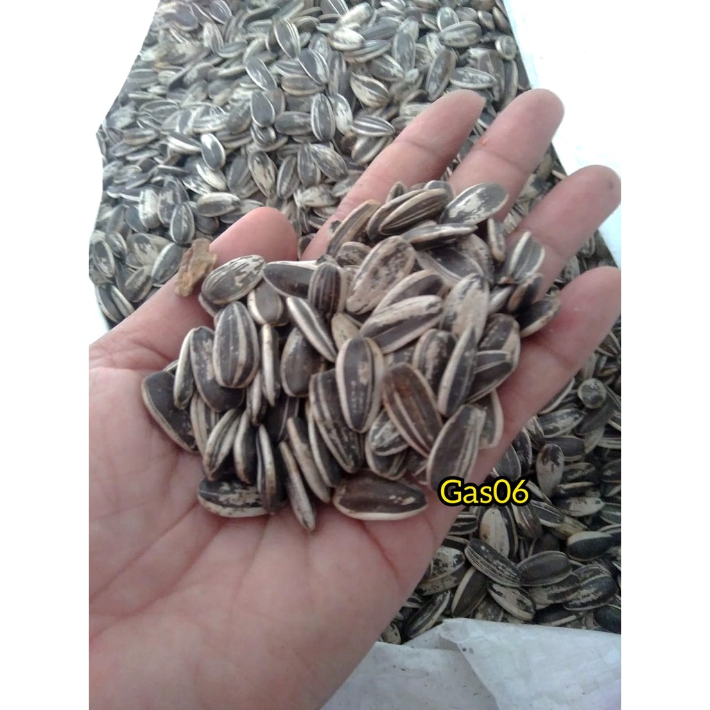 Jual [800 Gram] Jumbo Kuaci Kwaci Biji Bunga Matahari Mentah Shopee