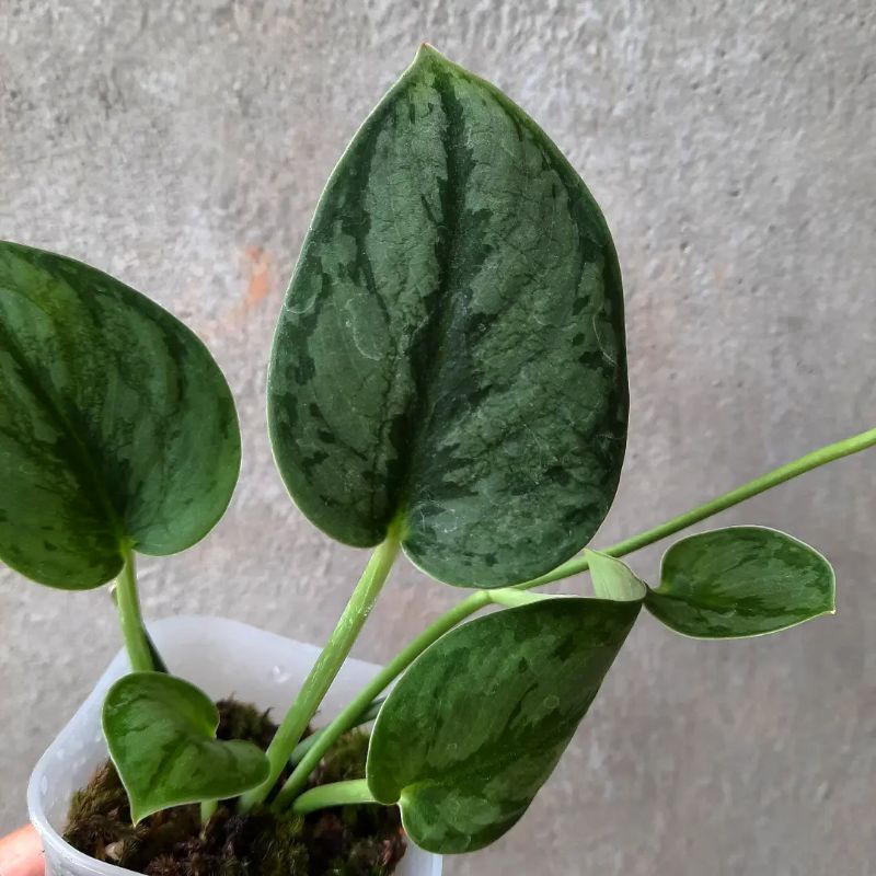 Jual Scindapsus Sp. Borneo | Shopee Indonesia