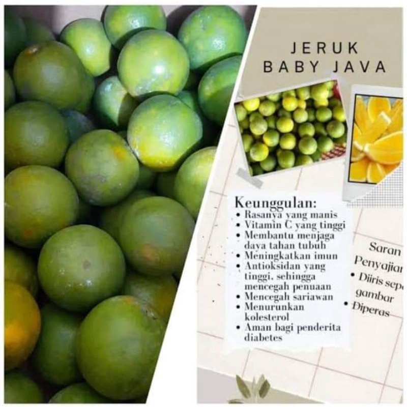 Jual Jeruk baby Java 1 kg Fresh asli malang Packing kardus | Shopee ...