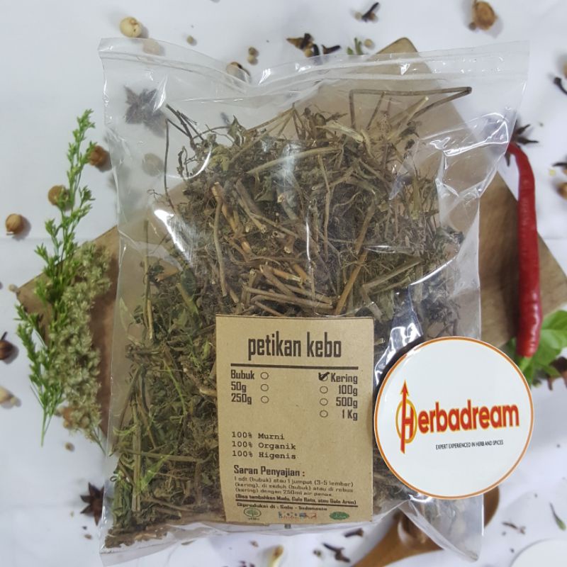 Jual 100 GRAM PETIKAN KEBO PATIKAN KERBAU EUPHORBIA HIRTA SIMPLISIA ...