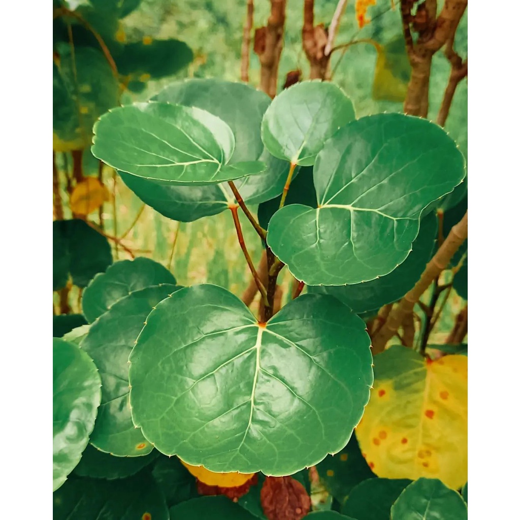 Jual Bibit herbal daun mangkokan / mamangkokan / godong mangkokan ...