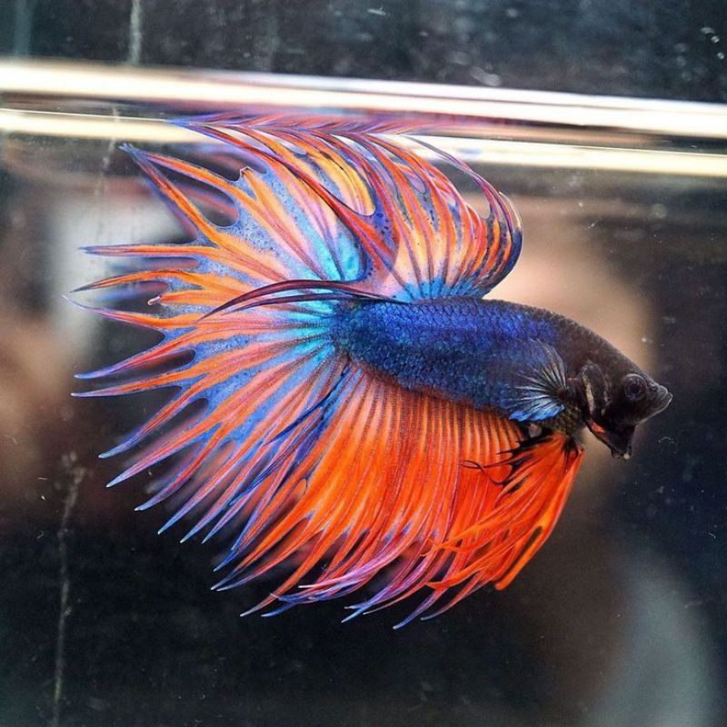 Jual Crowntail Male Siz M beli 10+Bonus pakan | Shopee Indonesia