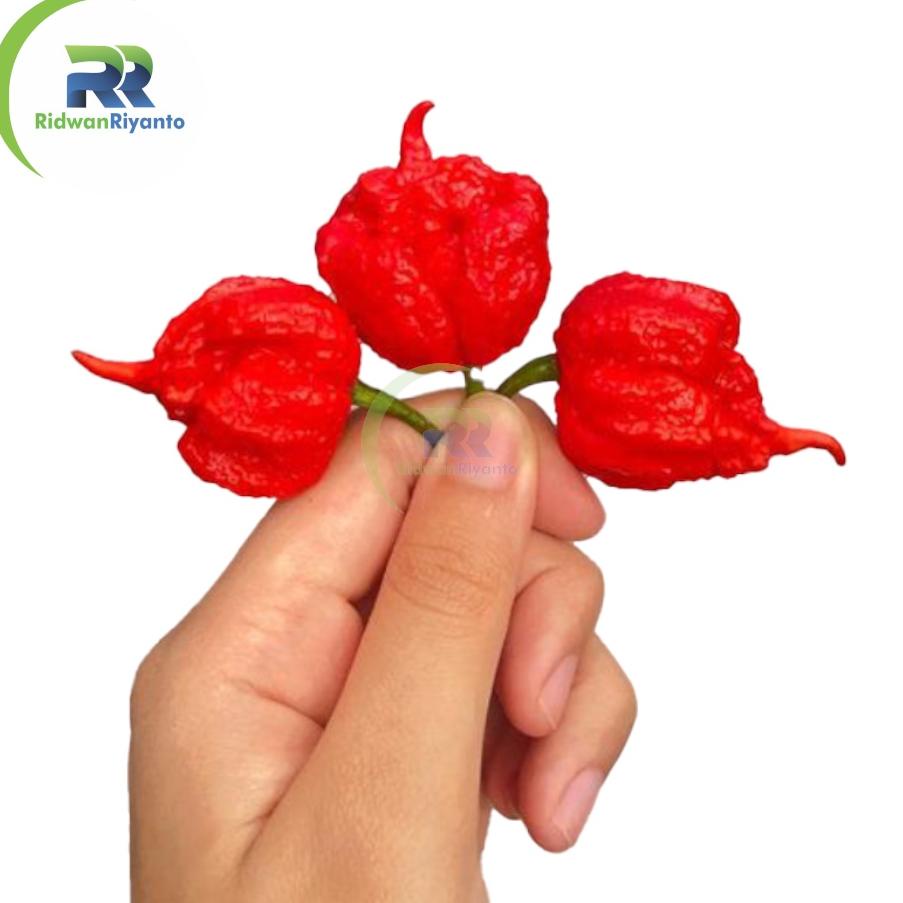 Jual ォ BUAH Cabai CAROLINA REAPER RED Cabe Terpedas Nomor 1 di Dunia ...