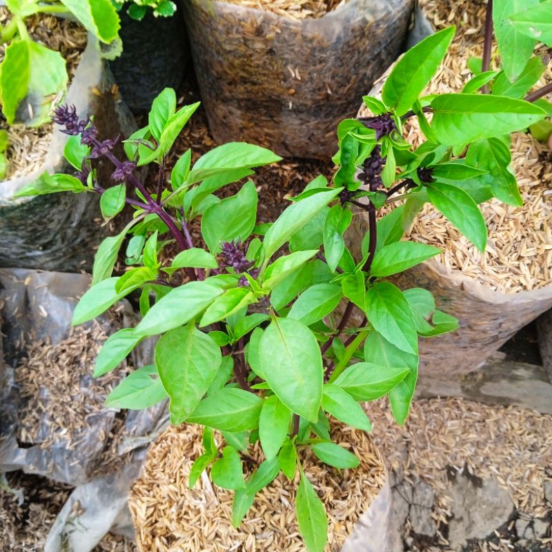 Jual thai basil | Shopee Indonesia