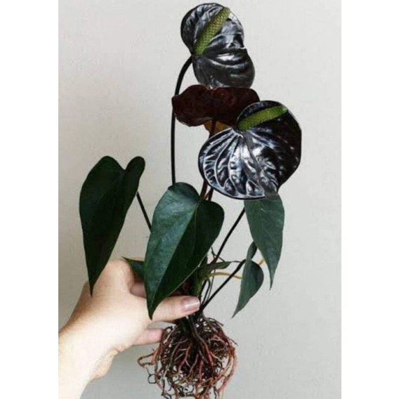 anthurium 56 Anthurium clarinervium main image 0