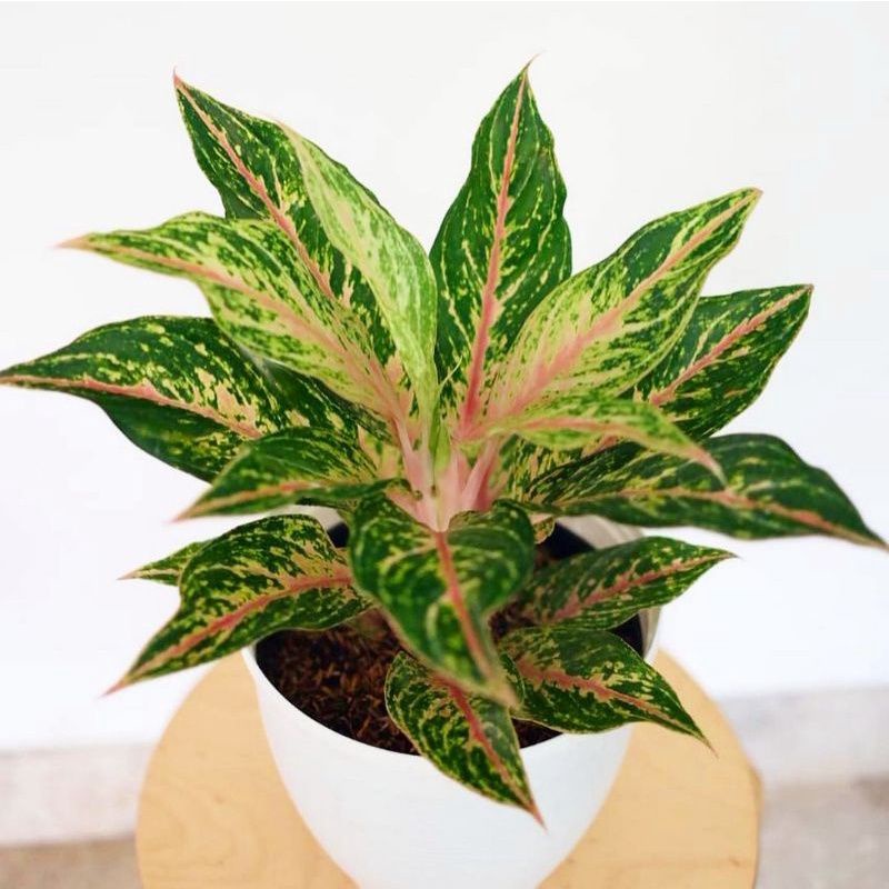 Jual Aglaonema Red Anjamani Aglonema Red Anjamani Murmer Ratudaun