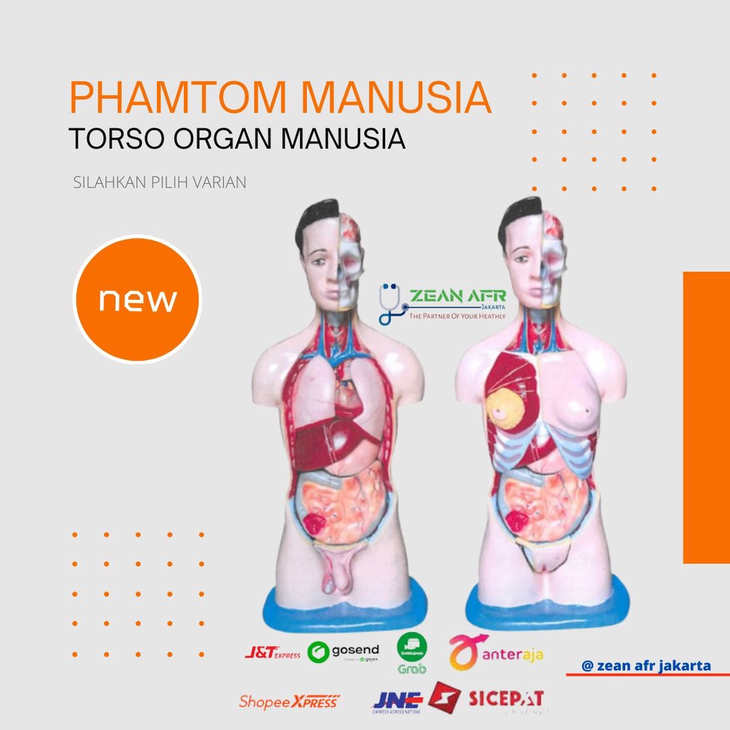 Jual Phantom Manekin Manikin Organ Tubuh Manusia Torso Wanita Torso