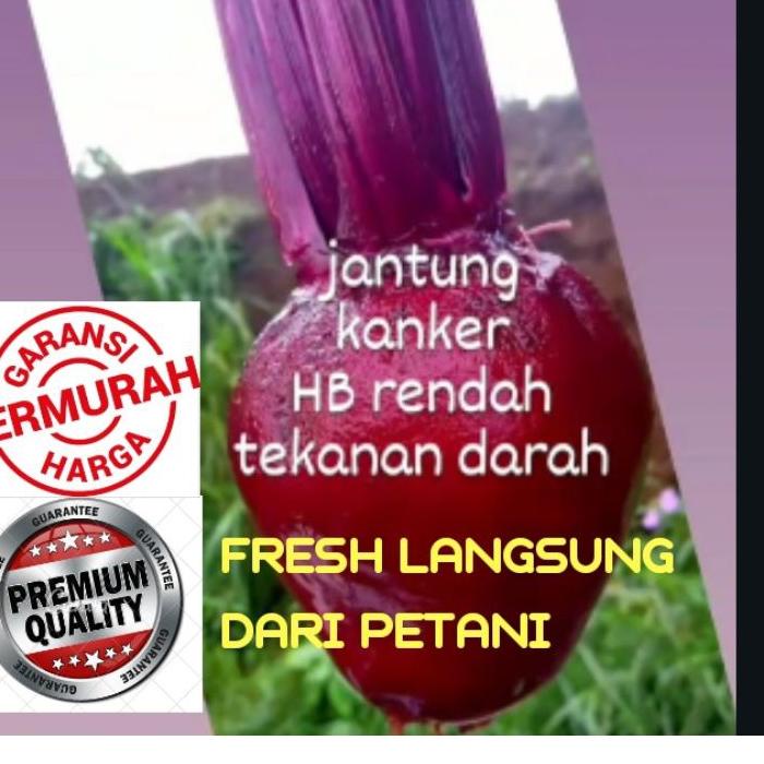 Jual Buah Bit Segar 1kg Beetroot Fresh Dari Kebun Bit Merah Shopee