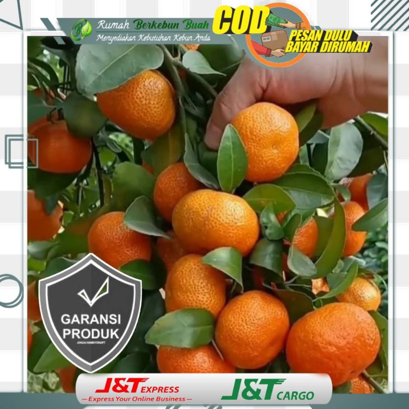 Jual Bibit Buah Jeruk Nagami Super Tanaman Buah Bibit Jeruk Nagami Madu