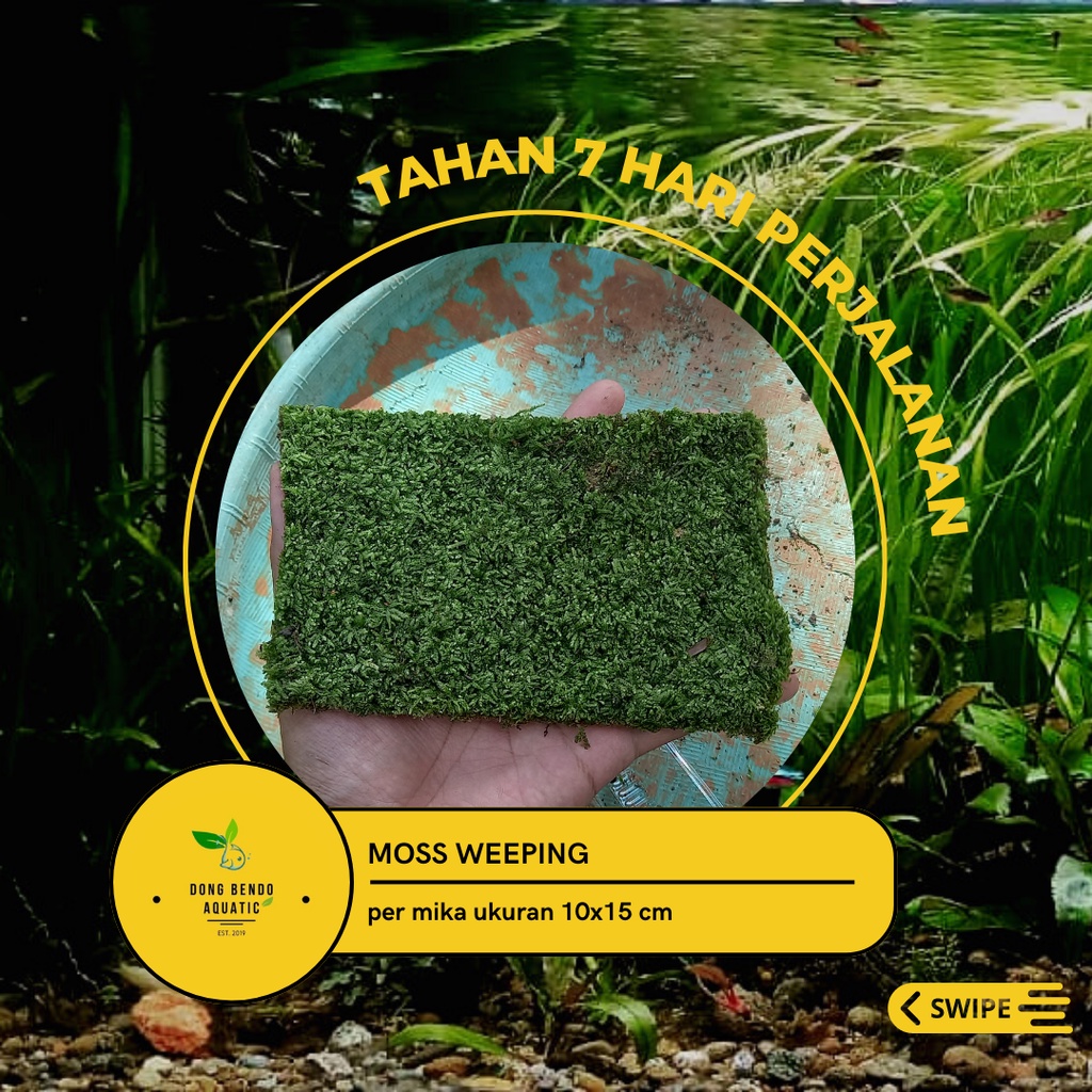 Jual Moss Weeping Aquascape clump / moss aquascape / moss akuarium ...