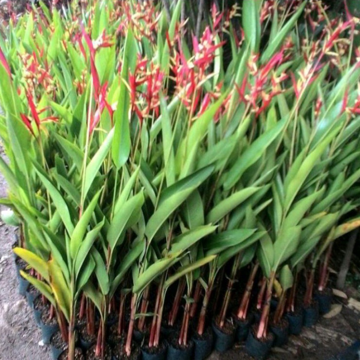 Jual Pisang Heliconia Bunga Merah Kuning Pohon Pisang Heliconia Tanaman Hias Shopee Indonesia