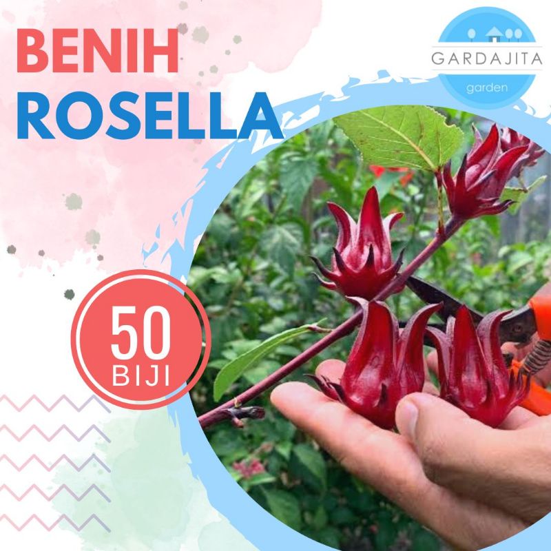 Jual Benih ROSELA [isi-50] - Biji Bibit Red Rosella | Shopee Indonesia