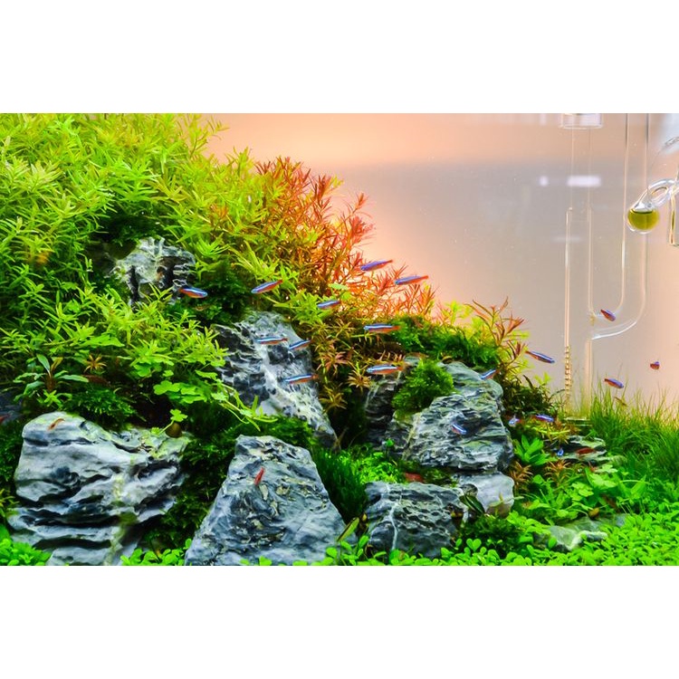 Jual Marimo Moss Ball Tanaman Tumbuhan Ornamen Aquarium Aquascape ...