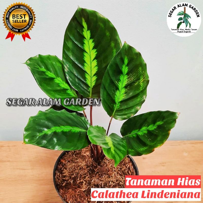 Jual Tanaman Hias Calathea Lindeniana - Calathea Lindeniana | Shopee  Indonesia