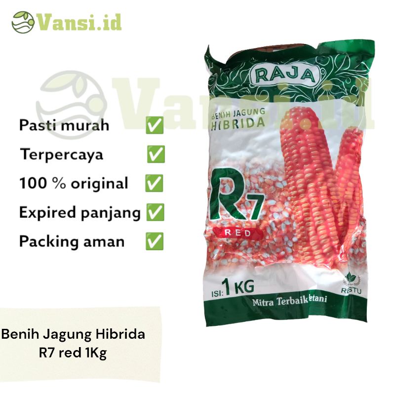 Jual Benih jagung hibrida R7 Red isi 1kg dari RAJA(ekspired agustus ...