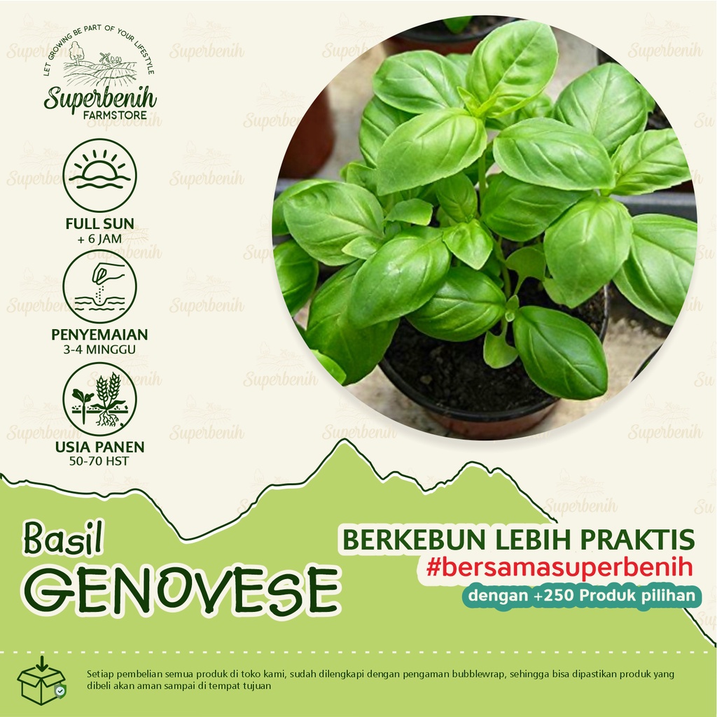 Jual 10 Biji - Benih Basil GENOVESE, kemangi basil import | Shopee ...