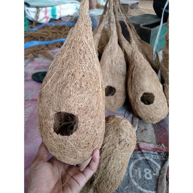Jual Susuh manuk sarang burung rumah burung Glodok sabut kelapa ...