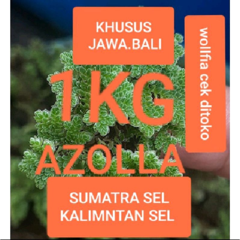 Jual Azolla 1kg murah azola microphylla wolfia pakan ikan | Shopee ...