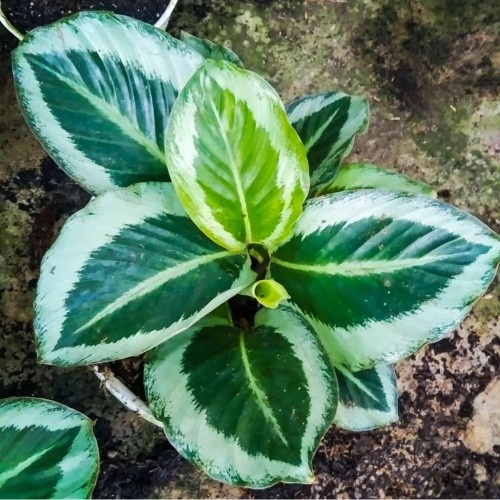 Jual Calathea gecko/ bunga calathea gecko/ Tanaman Hias Hidup/ Tanaman ...