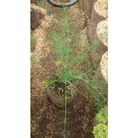 Jual dill adas sowa Anethum graveolens tanaman bibit herbal | Shopee ...