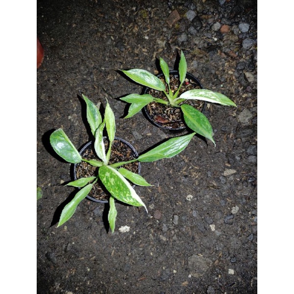 Jual philodendron josebuono x rugosum | Shopee Indonesia