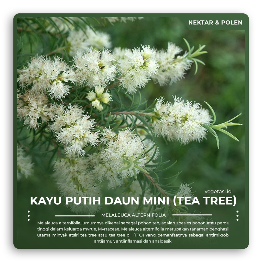 Jual Bibit Bunga Sikat Botol Putih Daun Mini / Kayu Putih Daun Mini ...
