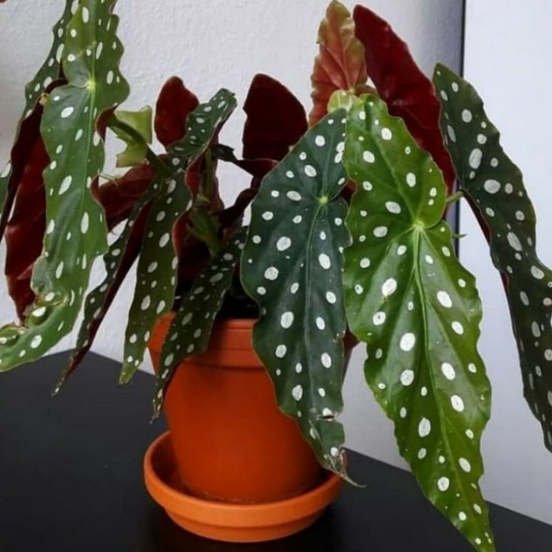( BISA COD ) PROMO Tanaman Hias Begonia Polkadot & Begonia Mocca / Tanaman Hidup Begonia Tanaman Indoor Bunga Hias Begoniea