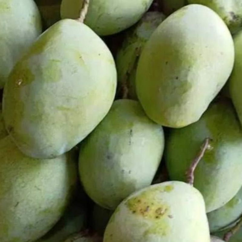 Jual Mangga cengkir segar | Shopee Indonesia