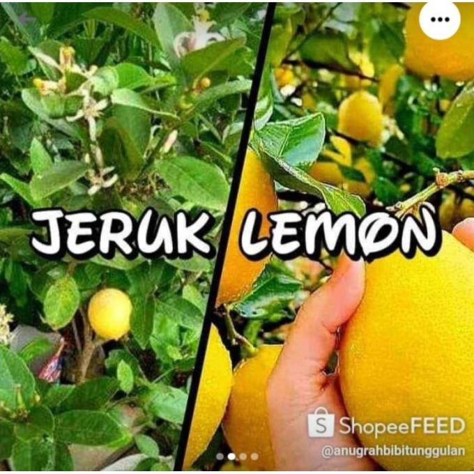 Jual Joss Bibit Jeruk Lemon California Benih Pohontanaman Buah Di Dalam