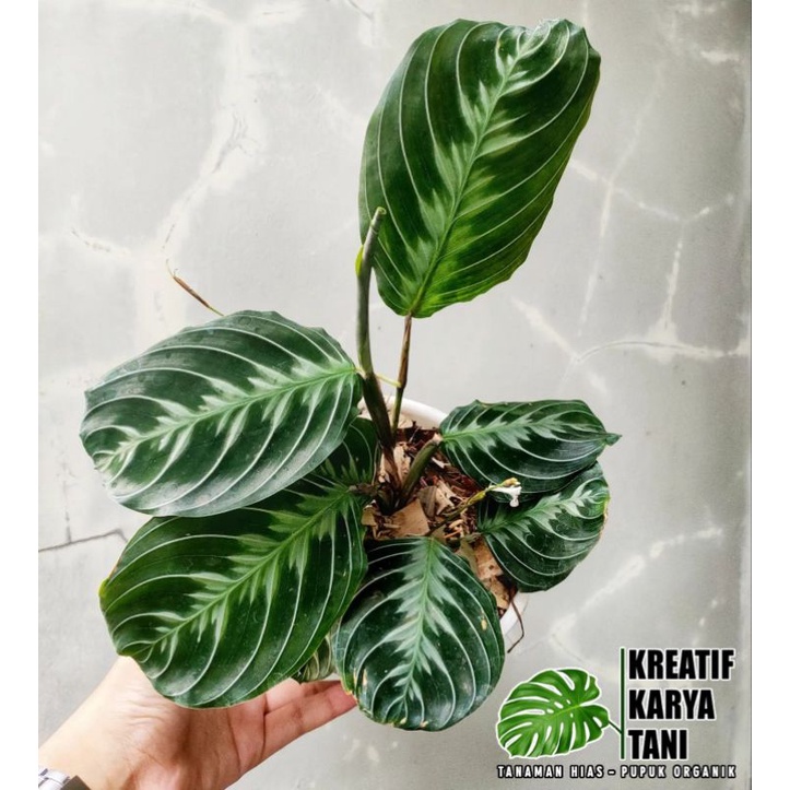 Jual Calathea silver band - Maranta silver band | Shopee Indonesia