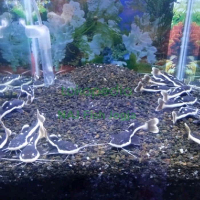 jual-red-tail-catfish-cakep-tank-mate-penghias-aquarium-aquascape-gojek