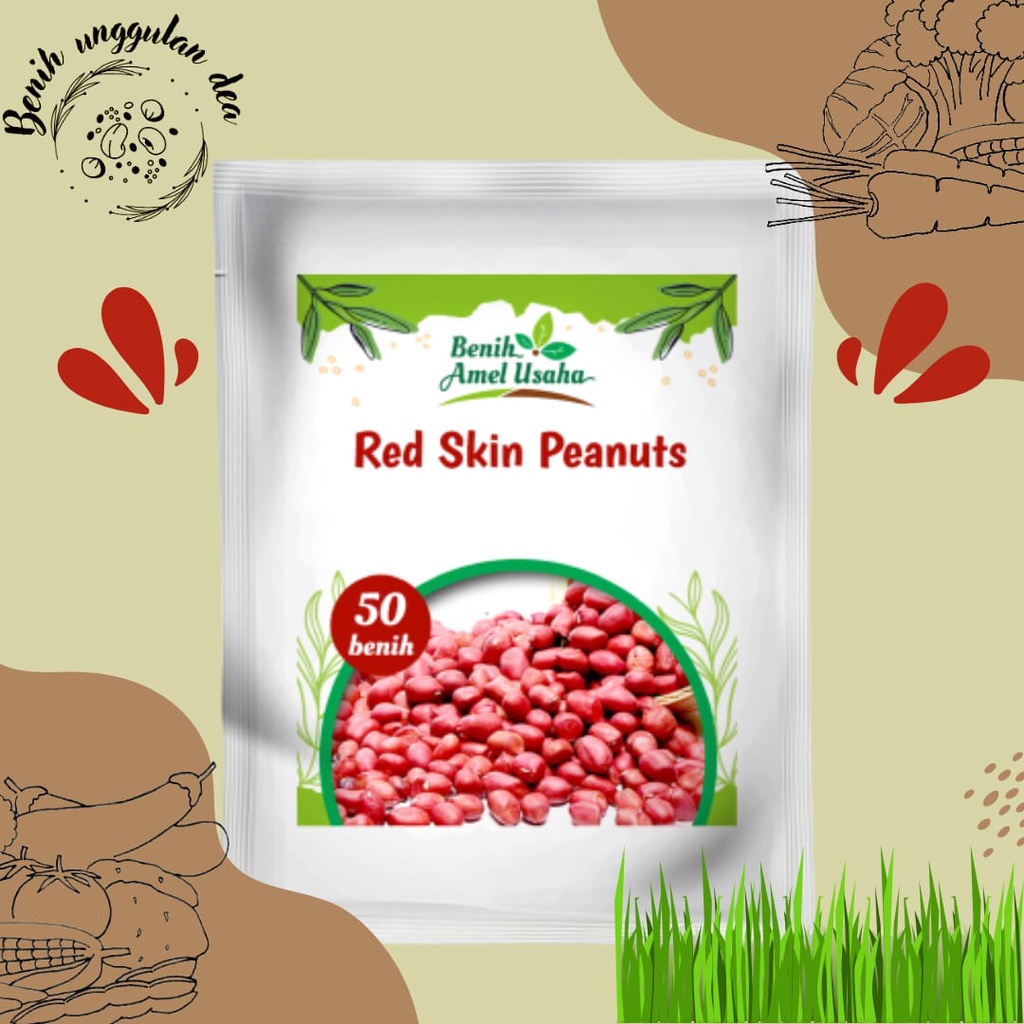 Jual Benih Kacang Tanah Merah Isi 50 Benih Red Skin Peanuts Bibit