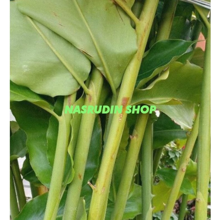 Jual BATANG KECOMBRANG SEGAR 1KG KCOMBRANG / COMBRANG /HONJE | Shopee ...